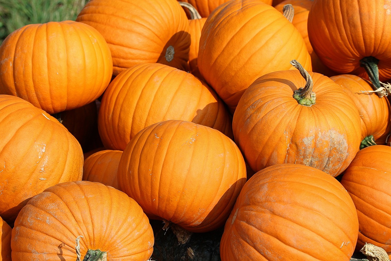 Roast pumpkin recipe 